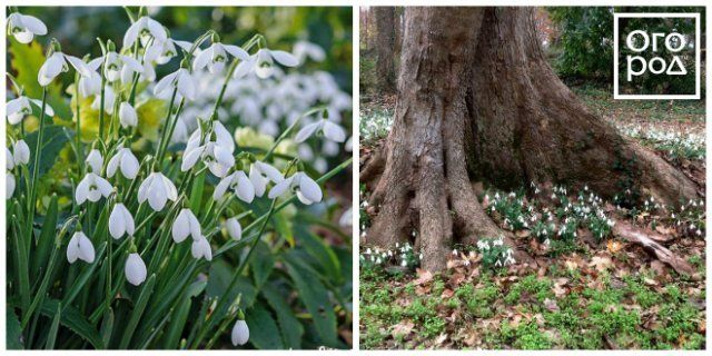 Галантусы цветы фото и описание сорта